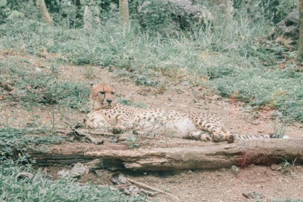 cheetah cebu safari